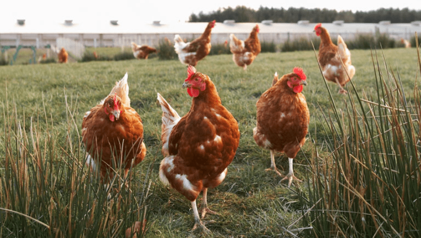 chickens that roam freely and consume natural diets