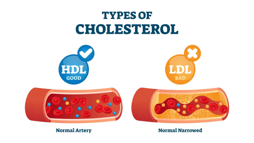 nuts help raise HDL good cholesterol